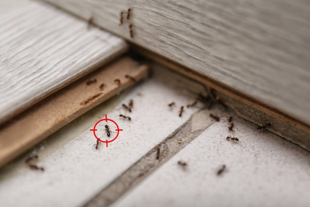 Best Flea Control Services  in Springdale, MD