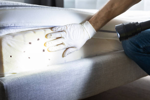 Best Wasp Removal Services  in Springdale, MD