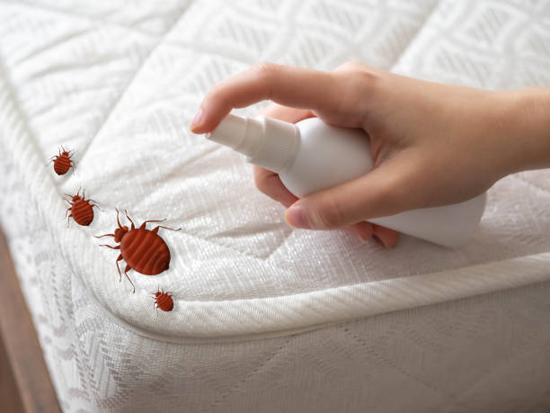 Wasp Removal Services in Springdale, MD