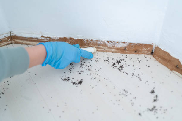 Best Residential Pest Control  in Springdale, MD